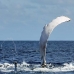 whale_humpback_h_00643_dom2706.jpg